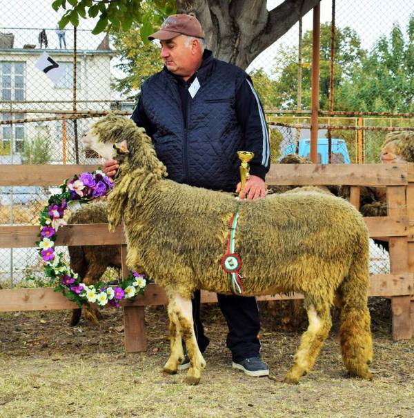 Георги Синикчийски с най-красивата овца на 10-та Есенна изложба 