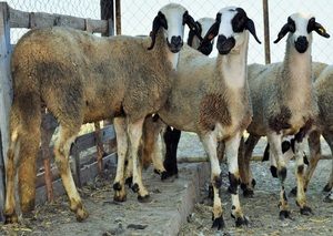 Развъдна програма за породата Вакла Маришка овца  