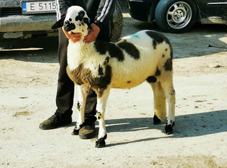 Фатиме Муса Ахмед