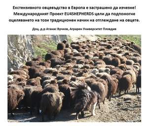 Екстензивното овцевъдство в Европа е застрашено да изчезне! 