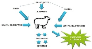 Оценка на развъдната стойност по признака млекодобив на овце от породата Вакла Маришка за 2023 г.