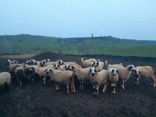 Росен Георгиев Русанов